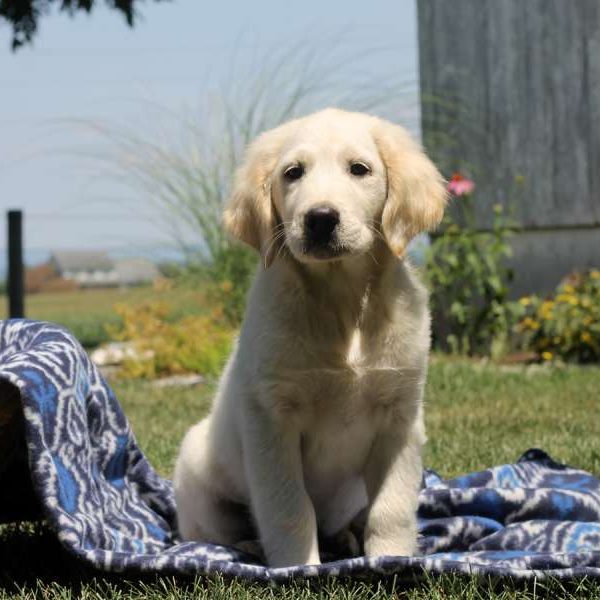 Raymond, Golden Retriever Mix Puppy