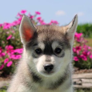 Raymond, Pomsky Puppy