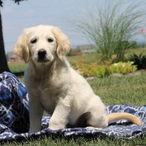 Raymond, Golden Retriever Mix Puppy