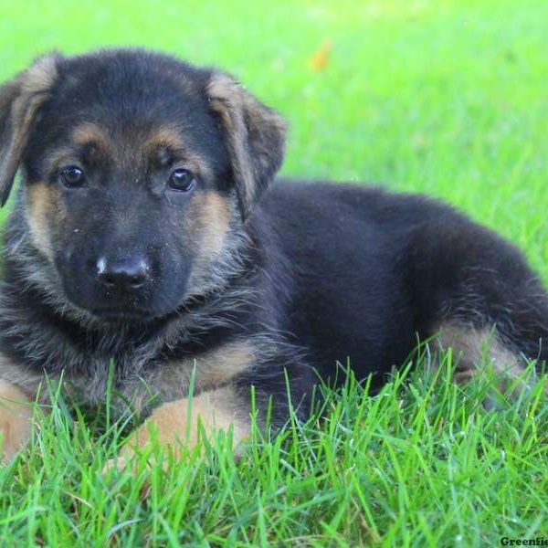 Reba Love, German Shepherd Puppy