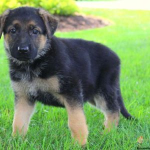 Reba Love, German Shepherd Puppy