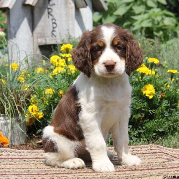 Reba, English Springer Spaniel Puppy