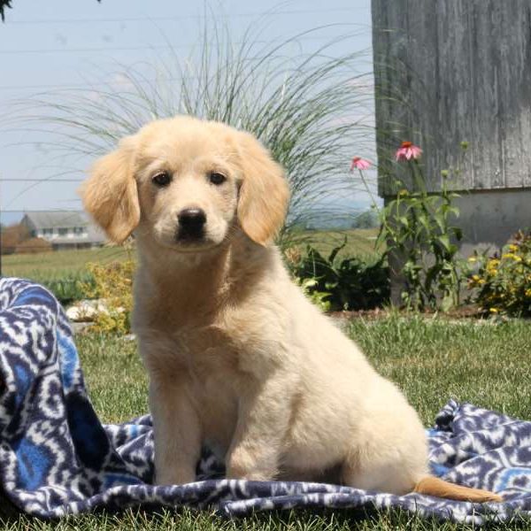 Reba, Golden Retriever Mix Puppy