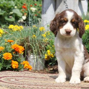 Reba, English Springer Spaniel Puppy