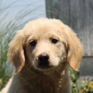 Reba, Golden Retriever Mix Puppy