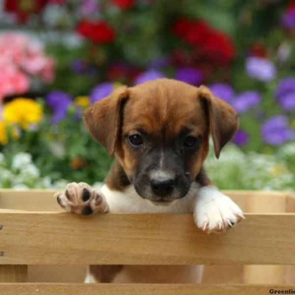 Rebel, Jack Russell Terrier Puppy