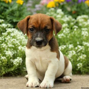 Rebel, Jack Russell Terrier Puppy