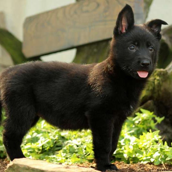 Reece, German Shepherd Puppy