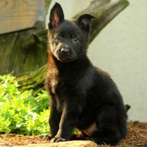 Reece, German Shepherd Puppy