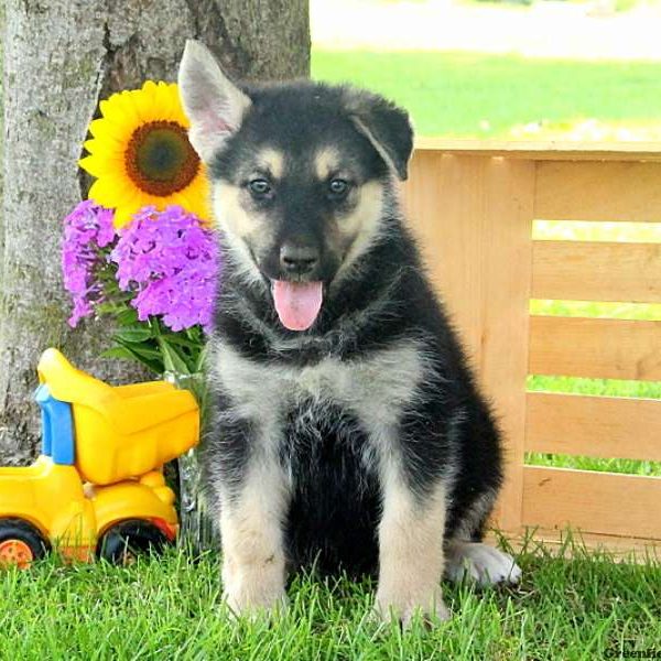 Reese, Alaskan Malamute Mix Puppy