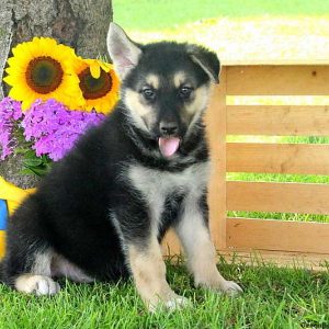 Reese, Alaskan Malamute Mix Puppy