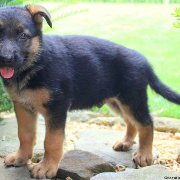 Reggie Jr, German Shepherd Puppy