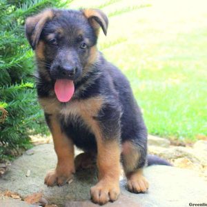 Reggie Jr, German Shepherd Puppy