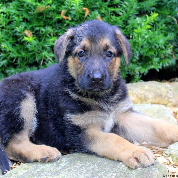 Regina May, German Shepherd Puppy