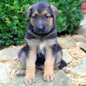 Regina May, German Shepherd Puppy