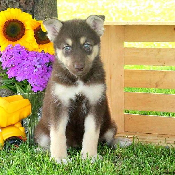 Renae, Alaskan Malamute Mix Puppy