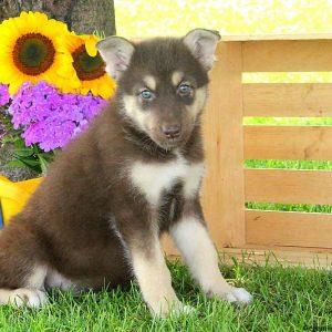 Renae, Alaskan Malamute Mix Puppy