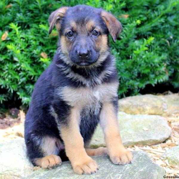 Renee Hope, German Shepherd Puppy