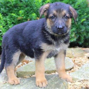 Renee Hope, German Shepherd Puppy