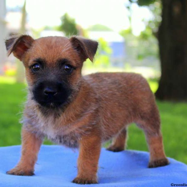 Renee, Cairn Terrier Puppy