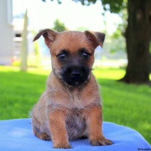 Renee, Cairn Terrier Puppy