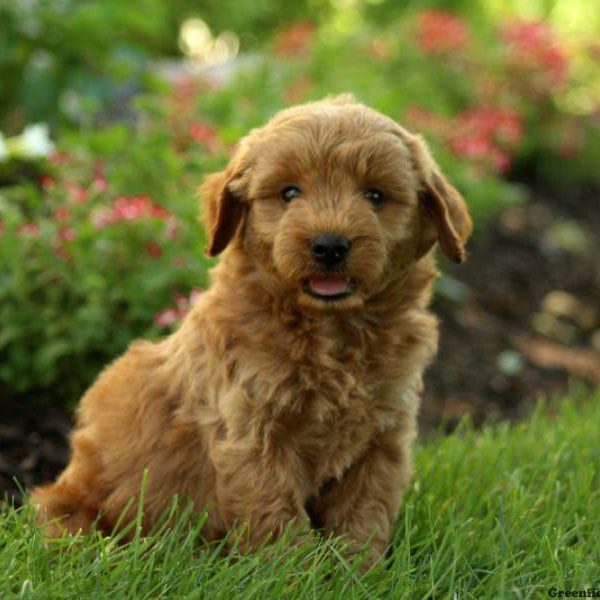 Reuben, Goldendoodle-Miniature Puppy