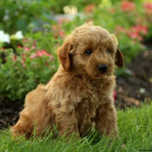 Reuben, Goldendoodle-Miniature Puppy