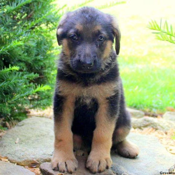 Reverent Lee, German Shepherd Puppy