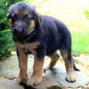 Reverent Lee, German Shepherd Puppy