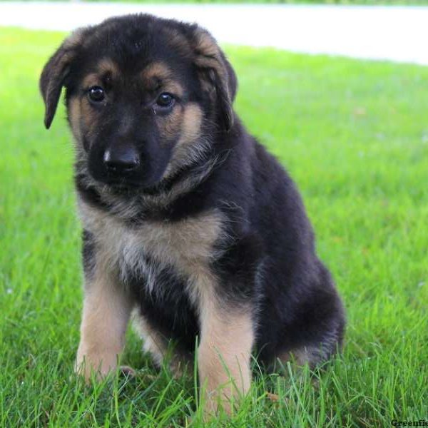 Rex Leo, German Shepherd Puppy