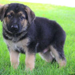 Rex Leo, German Shepherd Puppy