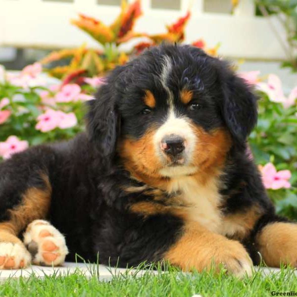 Rex, Bernese Mountain Dog Puppy