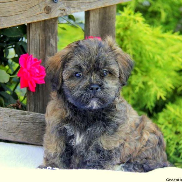 Rex, Shichon / Teddy Bear Puppy