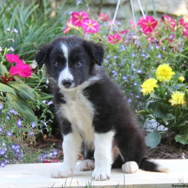 Rex, Border Collie Puppy