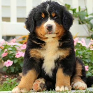 Rex, Bernese Mountain Dog Puppy