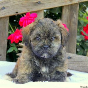 Rex, Shichon / Teddy Bear Puppy