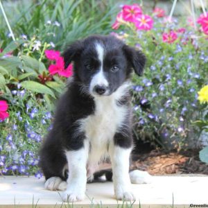 Rex, Border Collie Puppy