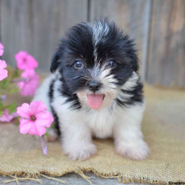 Rhanda, Havanese Puppy