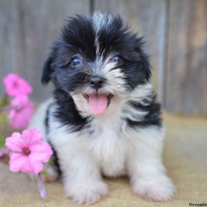 Rhanda, Havanese Puppy