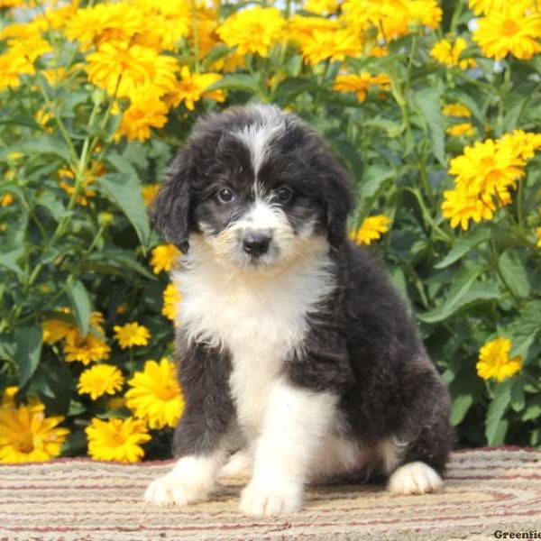 Rhonda, Aussiedoodle Puppy