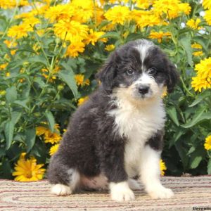 Rhonda, Aussiedoodle Puppy