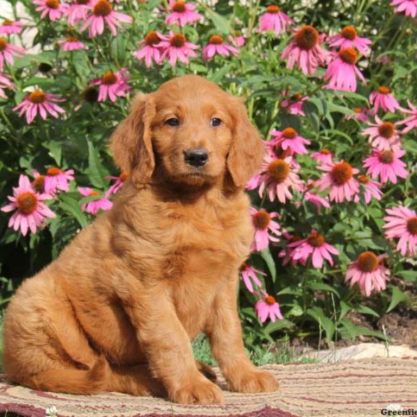 Rianna, Goldendoodle Puppy