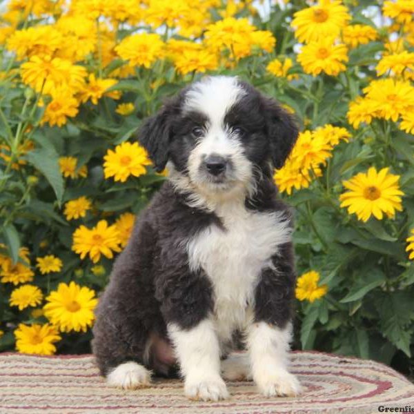 Rianna, Aussiedoodle Puppy