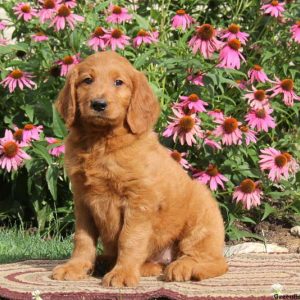 Rianna, Goldendoodle Puppy