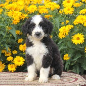 Rianna, Aussiedoodle Puppy