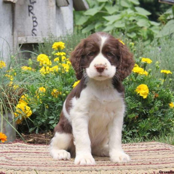 Rianne, English Springer Spaniel Puppy