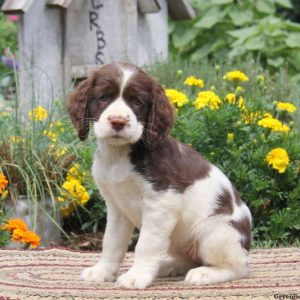 Rianne, English Springer Spaniel Puppy