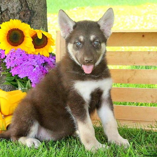 Riannon, Alaskan Malamute Mix Puppy