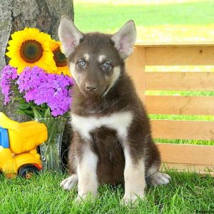 Riannon, Alaskan Malamute Mix Puppy