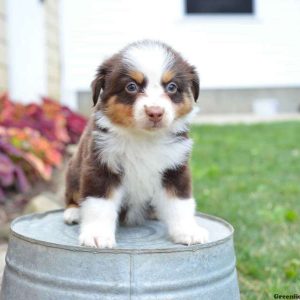 Richard, Australian Shepherd Puppy